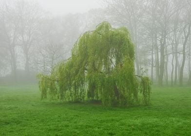 Foggy Landscape