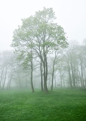 Foggy Landscape