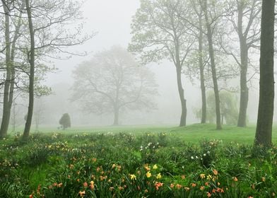 Foggy Landscape