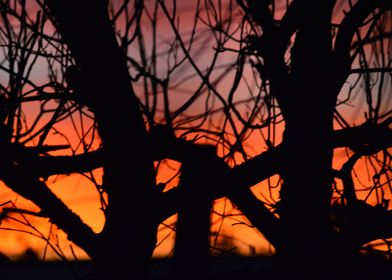 Sunset Trees Silhouette S5