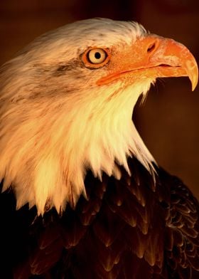 Eagle Head