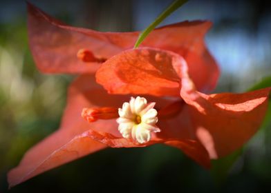 Flower In Flower