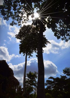 Under The Trees