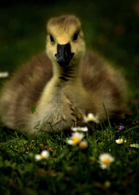 Duckling