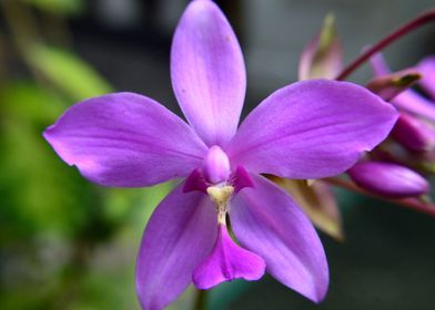 Ground Orchid Flower