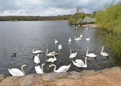 Groby Pool