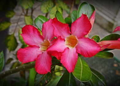 Red Temple Flowers