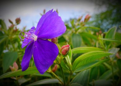 Purple Tropical Flower S2