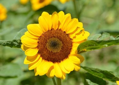 Sunflower Macro Photo