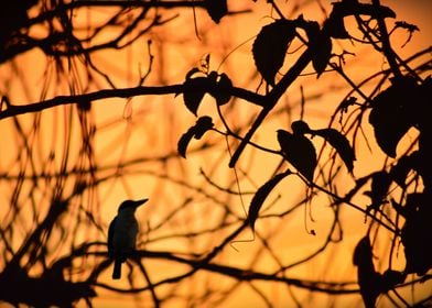 Sunset Trees Silhouette S3