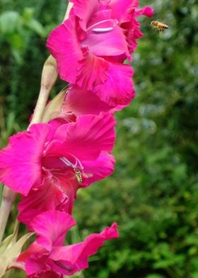 gladiola pollinators