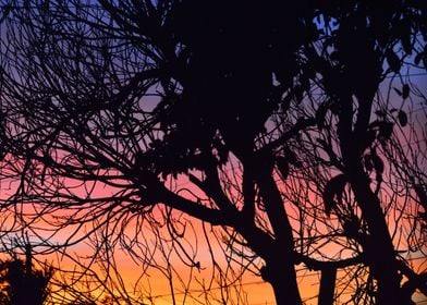 Sunset Trees Silhouette S4