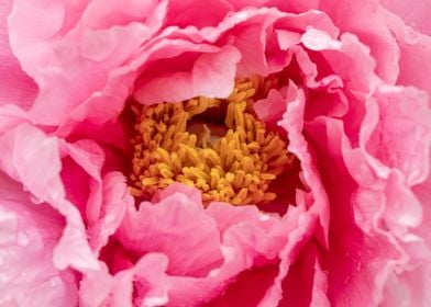 Peony flower 