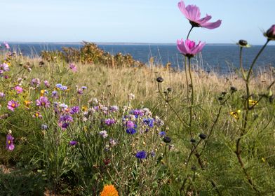 PEI WIldflowers