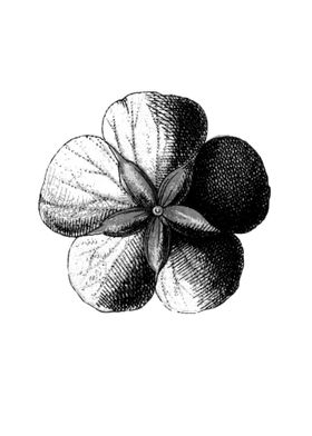 Flower drawing