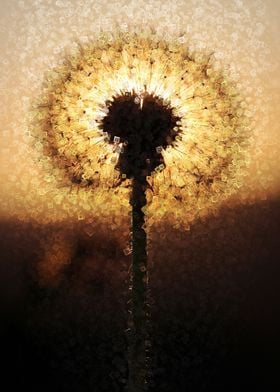 dandelion and sun