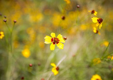 Yellow wildflowers