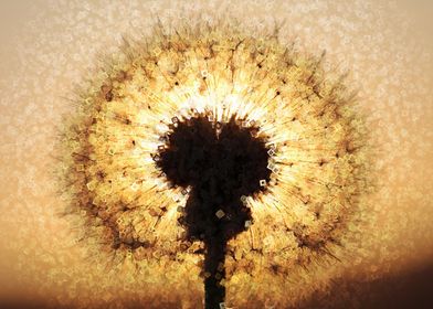 dandelion and sun