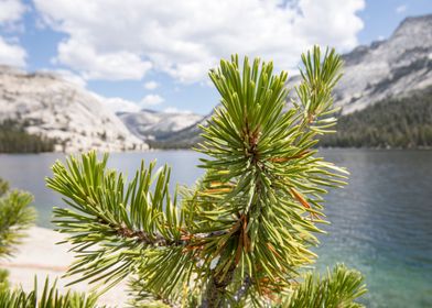 Pine tree Yosemite