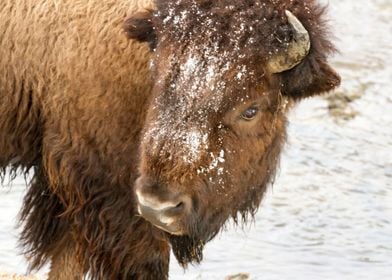 Snowy bison