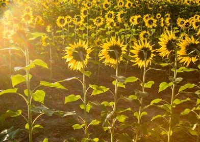 Sunflowers 