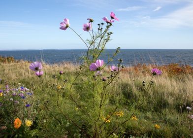 WIldflowers on Panmure