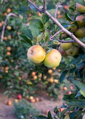 Apple tree