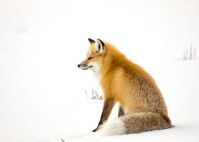 Red fox