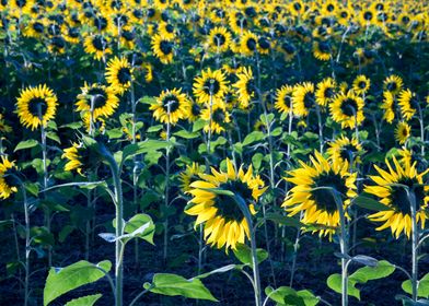 Sunflower field