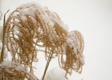 Snowy fronds