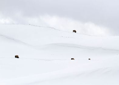 Bison in winter