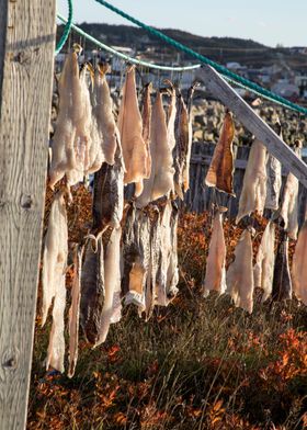 Salt Cod on Newfoundland