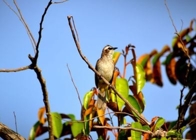 Bird On A Branch