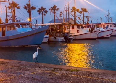 Heron in harbor