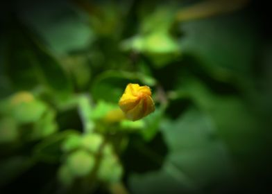 Yellow Flower Bud