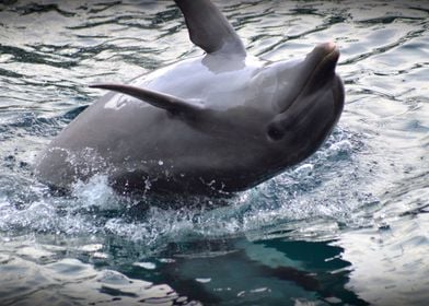 Showy Dolphin