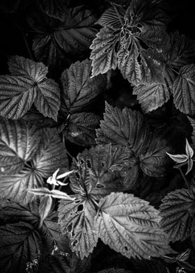 Plants 3 black and white