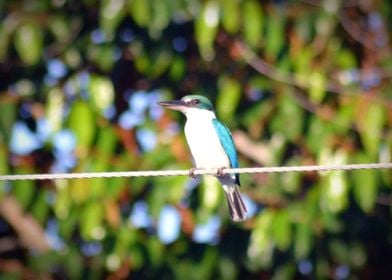 Bird On A Wire