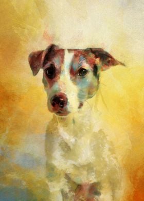 Dog Jack Russel Terrier