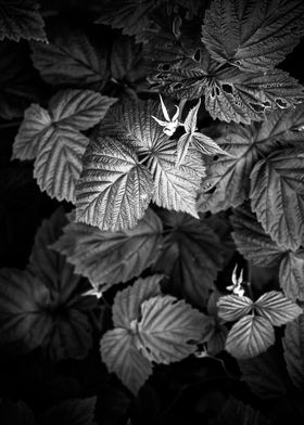 Plants 1 black and white