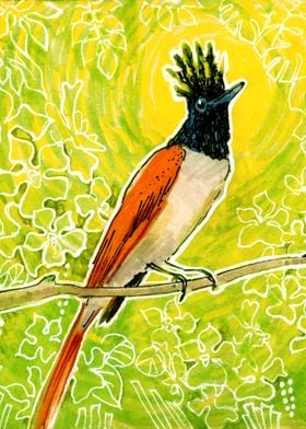 Paradise Flycatcher Bird