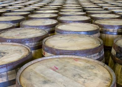 Row of oak barrels