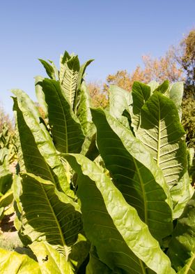 Tobacco field