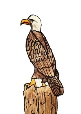 Bald Eagle