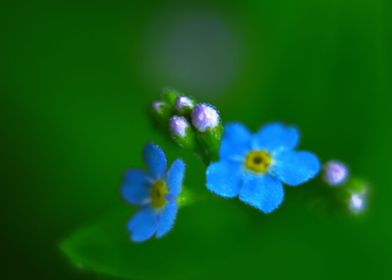 Blue Forgetmenot flowers