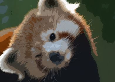 Cute Red Panda