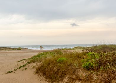 South Padre Island