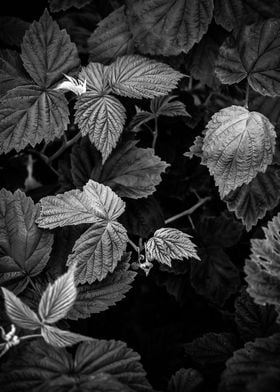 Plants 2 black and white