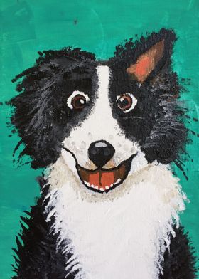 Border Collie Dog