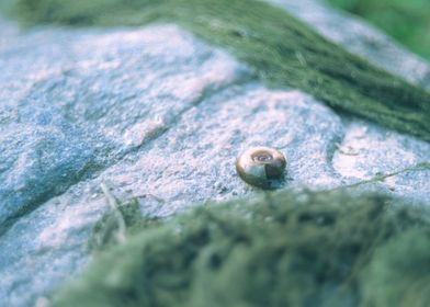 Snail shell on a rock